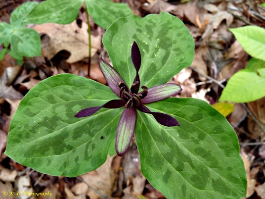 {Trillium stamineum}